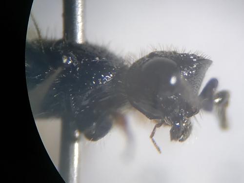 Sparasion sp.